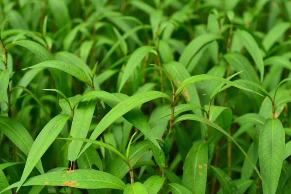 什么樣的植物光合作用測(cè)定儀是更好的